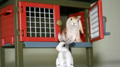 Le clapier à lapin : comment bien choisir un enclos pour son lapin ?