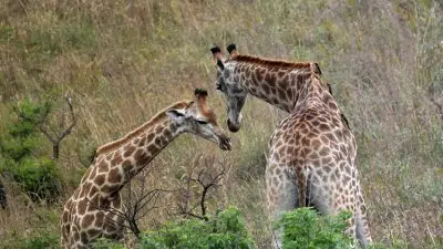 Choisissez l’Afrique du Sud pour des voyages inoubliables !