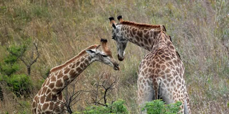 Choisissez l’Afrique du Sud pour des voyages inoubliables !