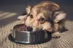 apport calorique pour son chien