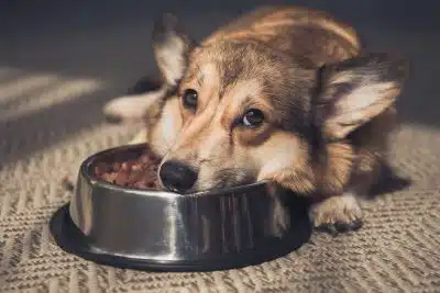 apport calorique pour son chien