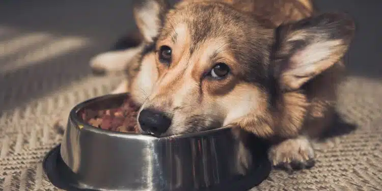 apport calorique pour son chien