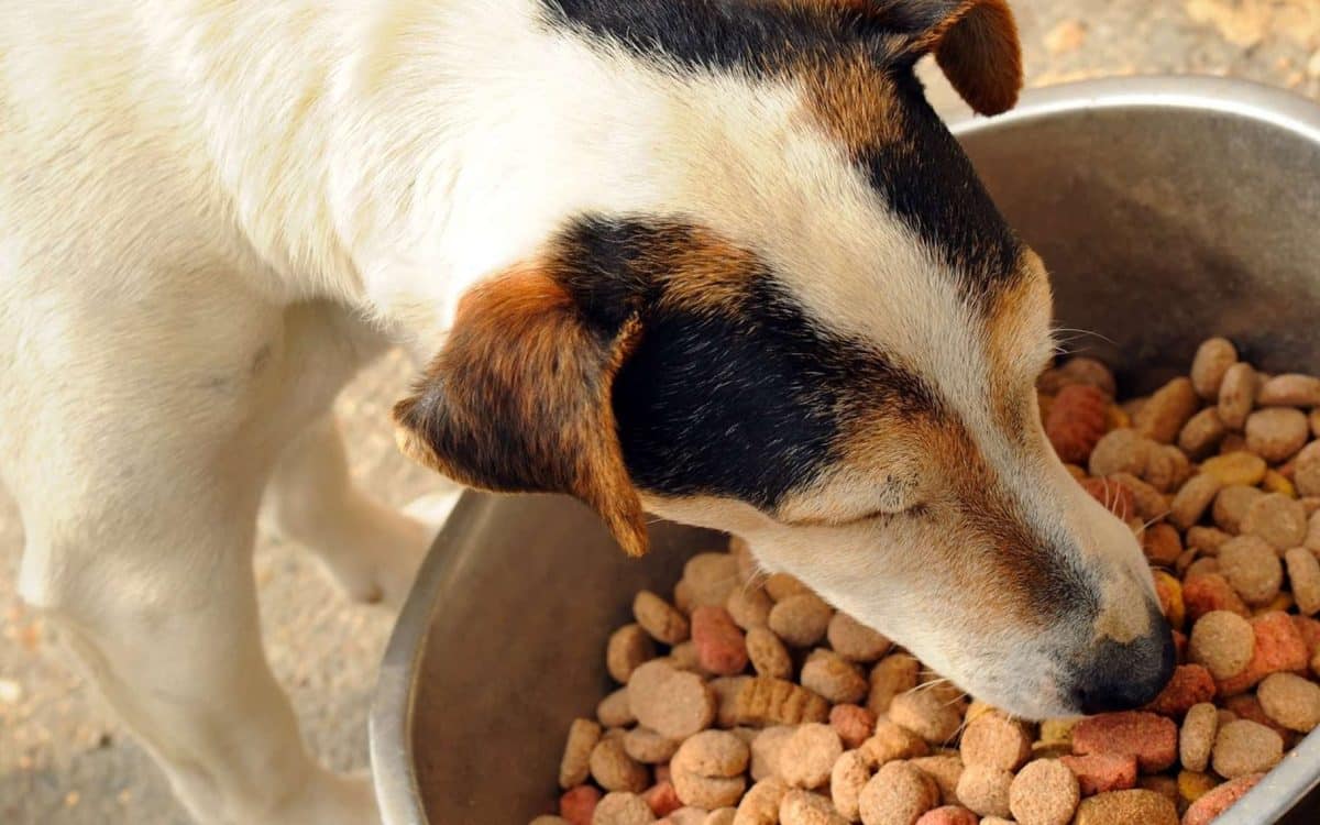 apport calorique pour son chien