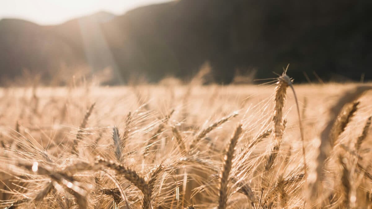 Comment connaître les tendances des cours du marché du blé tendre ?